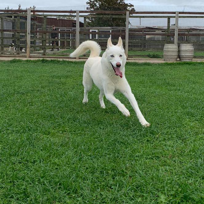 Affordable rates and great service at Sadberge Boarding Kennels 