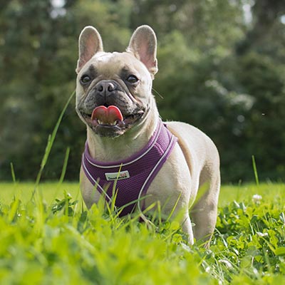Dogs boarding at Sadberge Boarding Kennels and Cattery